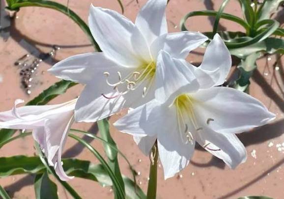 Crinum paludosum flowers